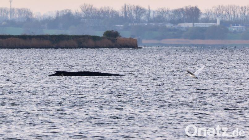 Auch am Freitagmorgen bleibt die Lage des vor der Insel Poel gestrandeten Buckelwals unverändert. (Symbolbild) Bild: Marcus Golejewski/dpa