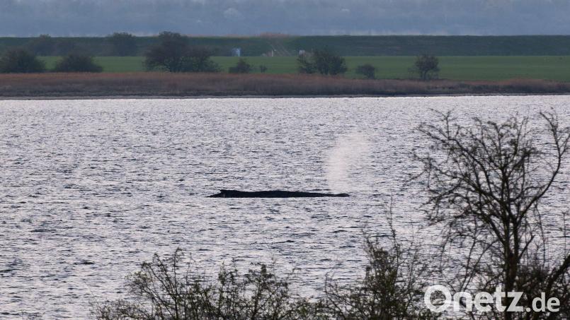 Das Umweltministerium Mecklenburg-Vorpommern hat entschieden, den Wal vor der Insel Poel weiter in Ruhe zu lassen. (Archivbild) Bild: Marcus Golejewski/dpa