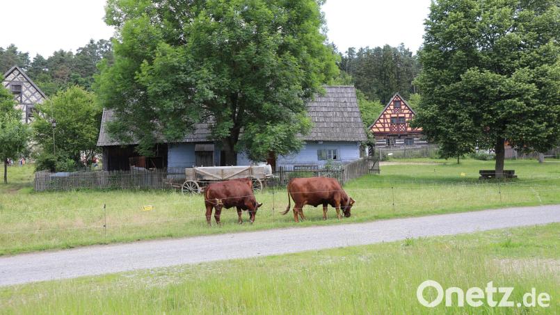 Die Museumsrinder vor dem historischen Hütehaus im Freilandmuseum Oberpfalz. Bild: Eva Gröninger/Freilandmuseum Oberpfalz/exb