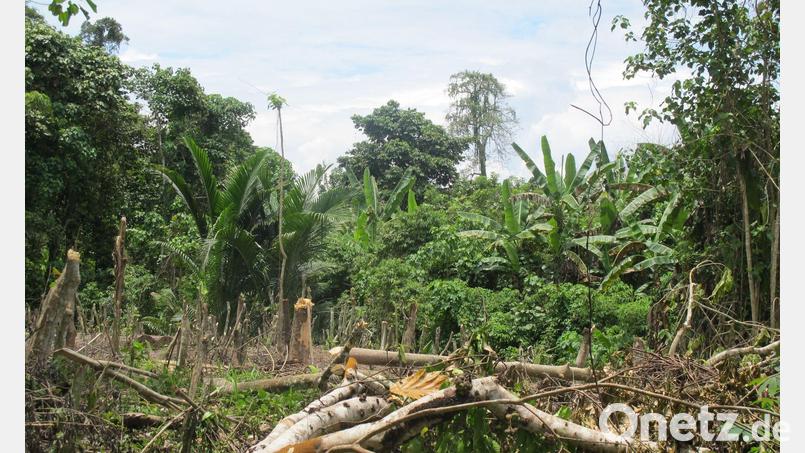 Der Zyklon „Maila“ hat Teile von Papua-Neuguinea mit voller Wucht getroffen. (Symbolbild) Bild: Christiane Oelrich/dpa