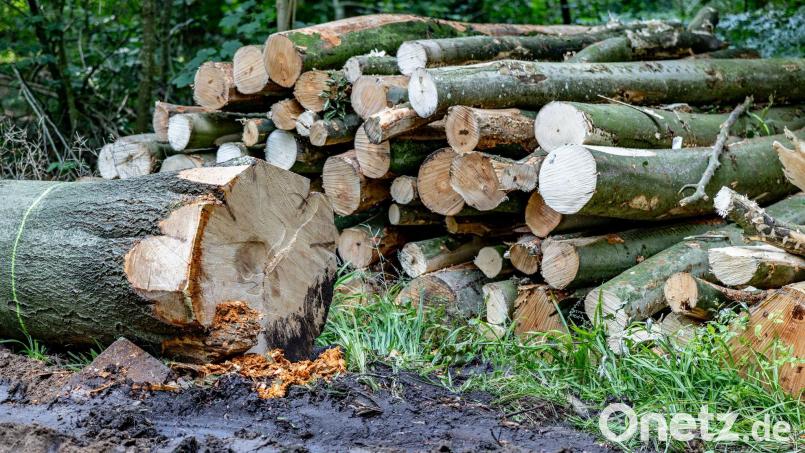 Geschlagene Buchenstämme liegen an einem Waldweg. (zu dpa: „Etwas mehr Holz 2025 im Staatswald geerntet“) Bild: Axel Heimken/dpa