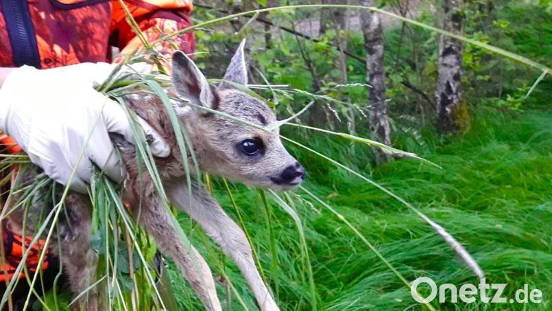 Bevor gemäht wird, sollte die Wiese nach Jungtieren abgesucht werden. Symbolbild: ubb