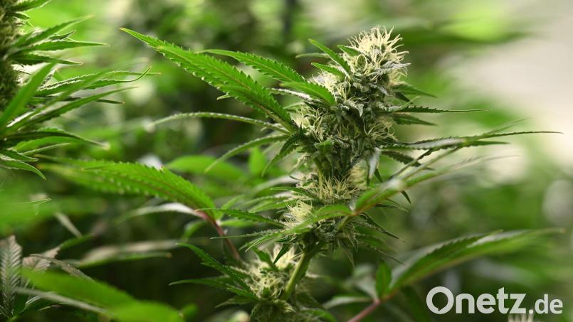 Vereine können seit dem 1. Juli 2024 Anträge für Cannabis-Anbauvereinigungen stellen. (Symbolbild) Bild: Martin Schutt/dpa
