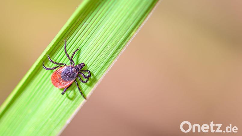 Der Holzbock kann Borrelien und FSME-Viren auf Mensch und Tier übertragen. Bild: Patrick Pleul/dpa
