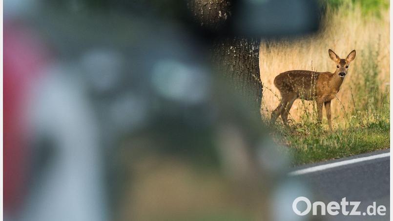 Gleich vier Wildunfälle in vier Stunden ereigneten sich in Schwaben. (Archivbild) Bild: Patrick Pleul/dpa
