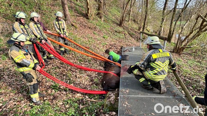 Die Feuerwehr musste ein Pferd bei Wernberg-Köblitz befreien. Das Tier war unter einer Brücke eingeklemmt. Bild: Feuerwehr Wernberg/exb