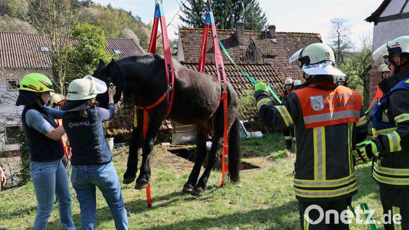Ein Pferd ist aus einer schmalen Grube gerettet worden. (Handout) Bild: Ralf Hettler/dpa