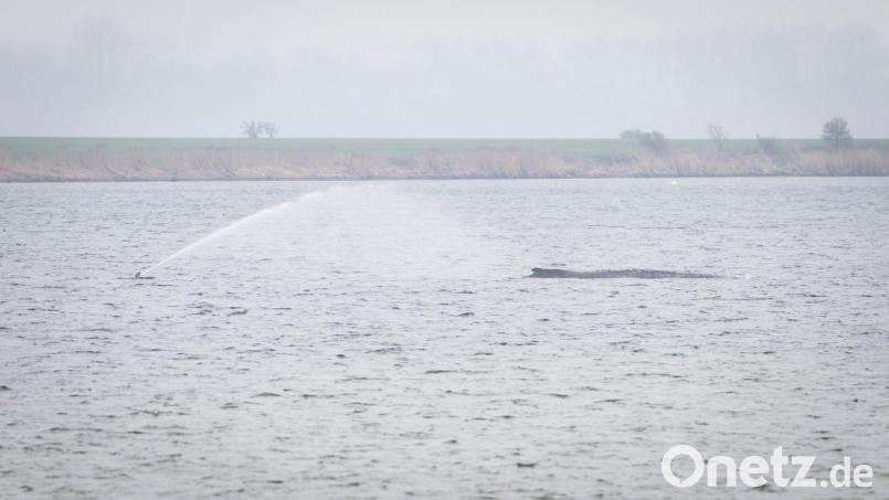 Der Wal liegt seit Tagen vor der Insel Poel. (Archivbild) Bild: Philip Dulian/dpa