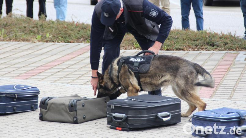 Das Hauptzollamt Regensburg lädt am Samstag, 18. April, zu einem Informationstag ein. Zu sehen gibt es auch den Einsatz von Spürhunden. Bild: Hauptzollamt Regensburg