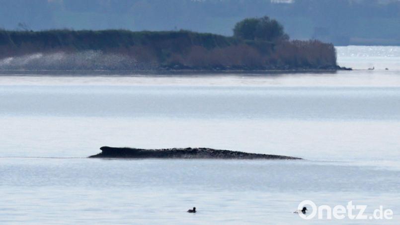 Der Buckelwal war auch am Mittwoch deutlich zu hören. Bild: Bernd Wüstneck/dpa