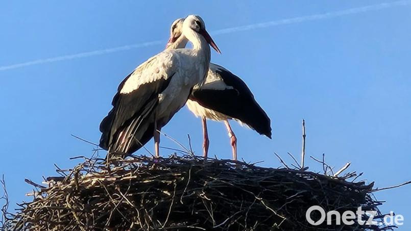 Das Bärnauer Storchenpaar ist zurück in seinem Horst auf einem abgesägten Baum beim Geschichtspark. Bild: Geschichtspark Bärnau-Tachov