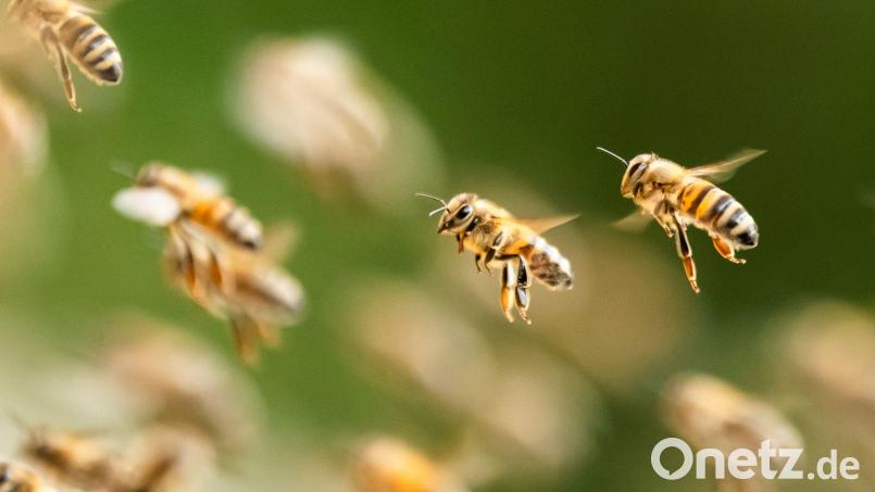 Ein riesiger Bienenschwarm ist durch eine israelische Kleinstadt gezogen. (Symbolbild) Bild: Silas Stein/dpa
