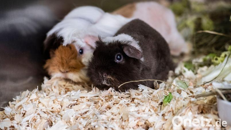 Die Polizei hat 20 Meerschweinchen in mit Einstreu ausgelegten Kisten gefunden. (Symbolbild) Bild: Paul Zinken/dpa