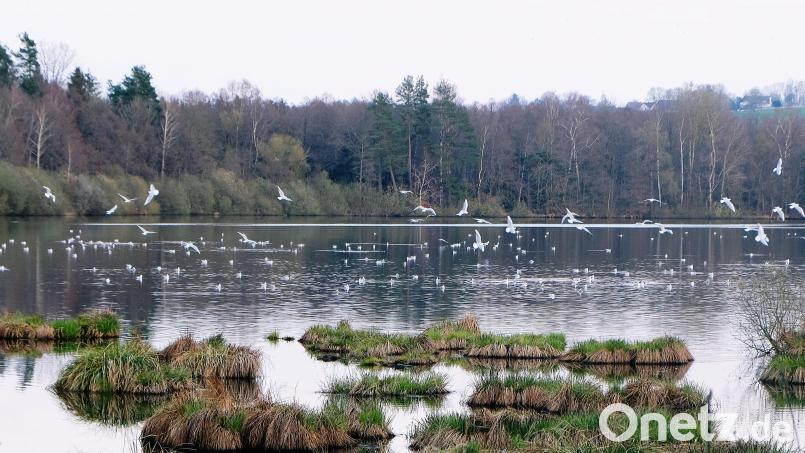 Viele Jahrhunderte war die Lachmöwe der Charaktervogel des Schutzgebietes. Noch vor einem Jahrzehnt war die Lachmöwenkolonie im Naturschutzgebiet am Großen Rußweiher ein besonderer Hingucker. Bild: Robert Dotzauer