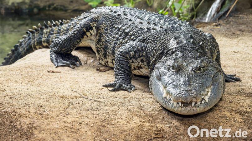 Das mehr als zwei Meter lange Beulenkrokodil wurde viele Jahre in einem Schrebergarten in Thüringen gehalten, kam dann in eine Auffangstation nach München und ist jetzt im Tierpark Schönbrunn in Wien zuhause. Bild: Daniel Zupanc/Zoo Wien/dpa