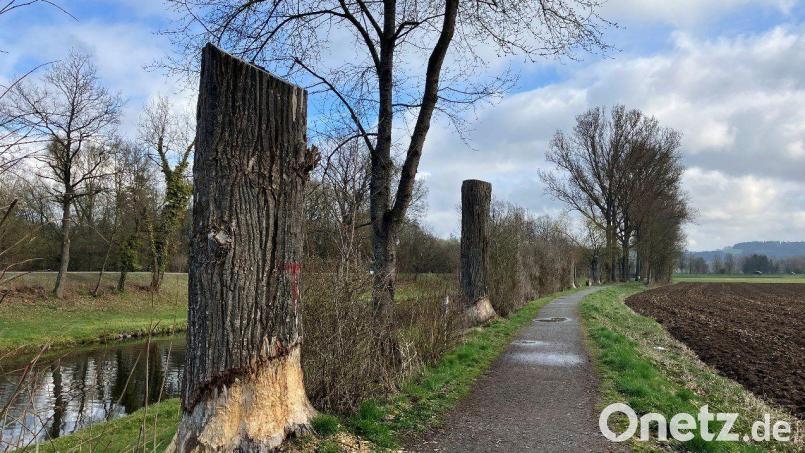 Zwischen den gekappten Hybridpappeln pflanzt das Wasserwirtschaftsamt Weiden nun standortgerechte und klimaresistente Bäume. Bild: Michael Winkler, Wasserwirtschaftsamt Weiden