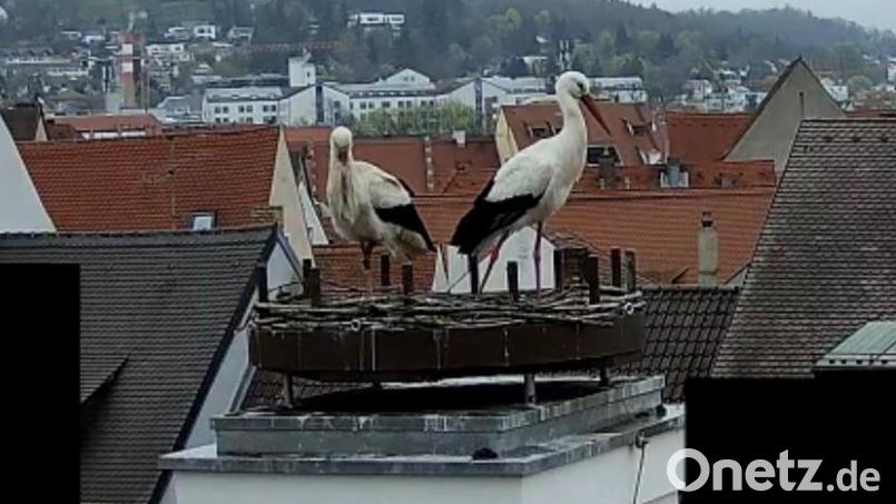 Gestatten, das sind Adele und Bartl, die beiden Störche auf dem Bootshaus in Amberg. Screenshot: Andreas Ascherl
