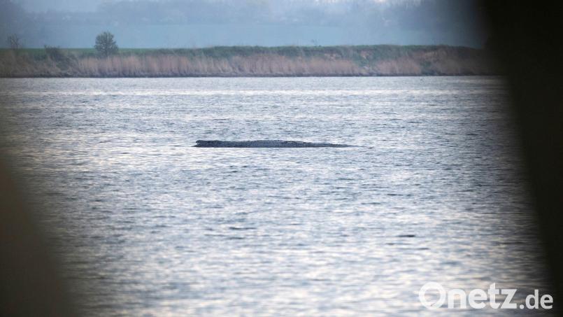 Mit ihrem Okay für einen Rettungsversuch für den Buckelwal bei Wismar durch eine private Initiative sorgten die Behörden zuletzt für eine Überraschung. Bild: Philip Dulian/dpa