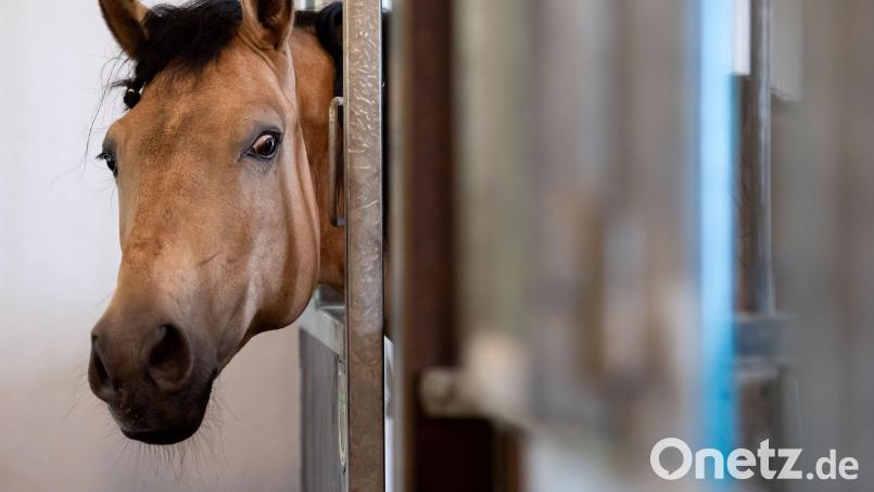 Im Prozess um mutmaßliche Tierquälerei durch zwei junge Pferdehalter nimmt die Verhandlung eine überraschende Wende. Bereits nach zwei Stunden wird der Prozess beendet, und die vorgeladenen Zeugen werden ungehört nach Hause geschickt. Symbolbild: Sven Hoppe/dpa