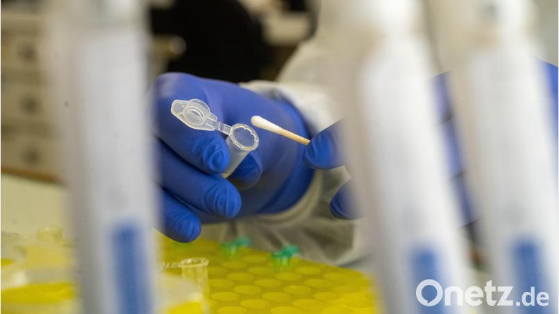 Expertinnen und Experten des Leibniz-Institutes untersuchten die menschlichen Knochen, die in einem Straßengraben bei Fronberg gefunden wurden. Symbolbild: Stefan Sauer/dpa