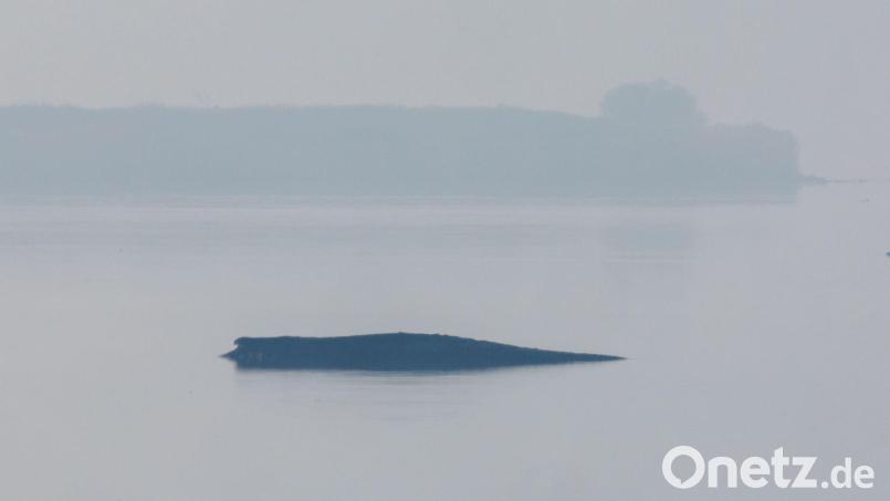 Am Freitag wird die Rettungsaktion für den gestrandeten Buckelwal fortgesetzt. Bild: Jens Büttner/dpa