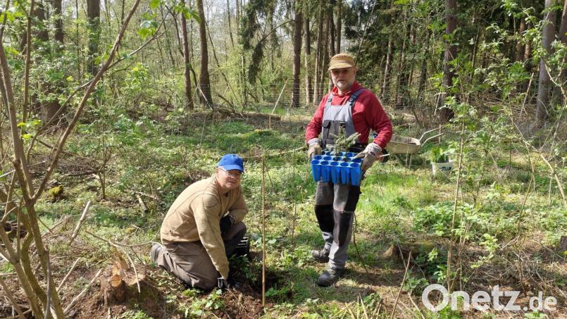 Vorsitzender Reinhold Wilterius (links) und sein Stellvertreter Rainer Knoll bei der Aktion des Bund Naturschutz. Bild: Rainer Knoll