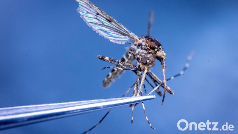In Island wurden erstmals Stechmücken entdeckt. (Illustration) Bild: Jens Büttner/dpa