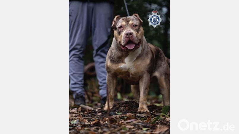 Untersuchungen hätten ergeben, dass der XL-Bully Toretto bereits angefangen hatte, den Mann bei lebendigem Leib zu fressen, berichtet die Nachrichtenagentur PA. Bild: Cheshire Police/PA Wire/dpa