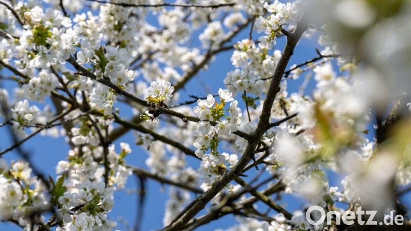 Der Frühling setzt sich langsam auch in Bayern durch (Archivbild). Bild: Pia Bayer/dpa