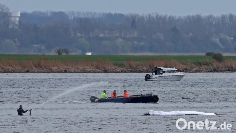 Die Rettungsaktion läuft, aber der Wal sollte am Samstag nicht mehr transportiert werden. Bild: Bernd Wüstneck/dpa
