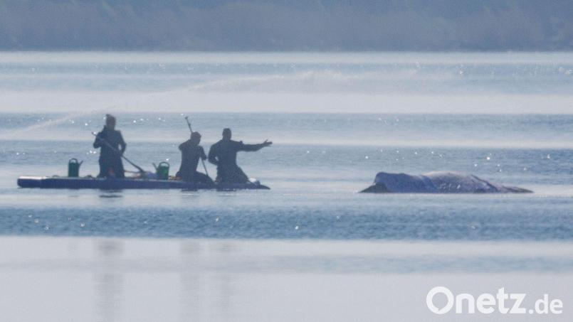 Am Freitag lief die private Rettungsaktion des vor der Ostsee-Insel Poel gestrandeten Buckelwals weiter auf Hochtouren. Bild: Jens Büttner/dpa