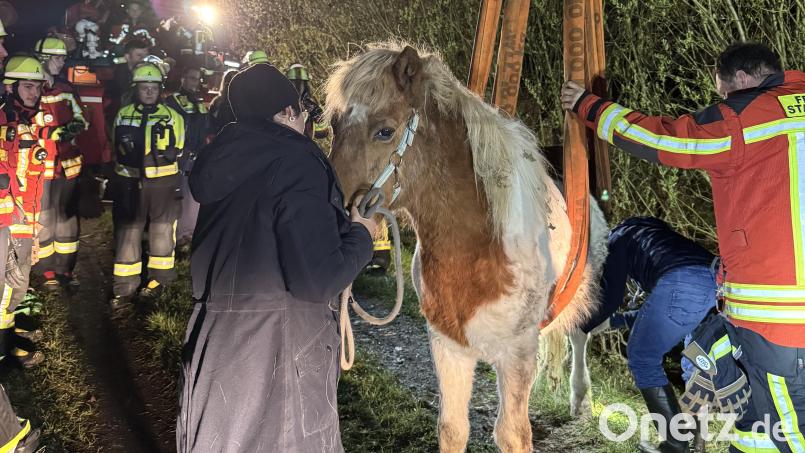 Pferd Djarfur wurde von Hilfskräften der Polizei und Feuerwehr gerettet. Bild: mde