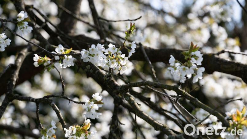 Erst am Montag soll sich die Sonne wieder zeigen. (Symbolbild) Bild: Pia Bayer/dpa