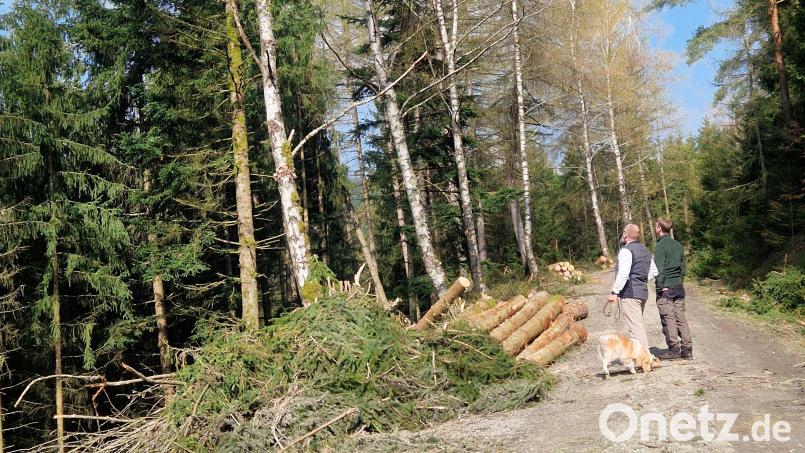 Was nach einem starken Eingriff in den Kemnather Stadtwald aussieht, ist laut Amt für Ernährung, Landwirtschaft und Forsten eine gezielte Maßnahme für eine größere Artenvielfalt. Bild: Christoph Hübner
