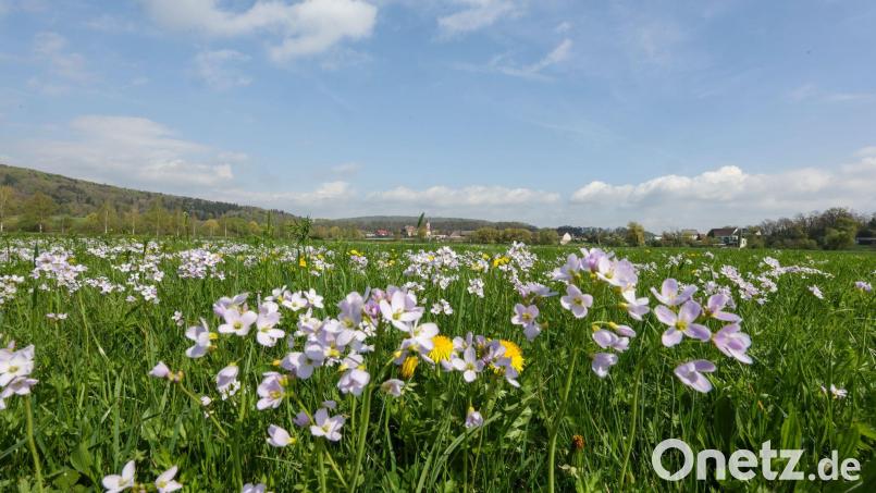 Tagsüber soll es frühlingshaft mild werden - nachts dagegen frostig. Bild: Thomas Warnack/dpa