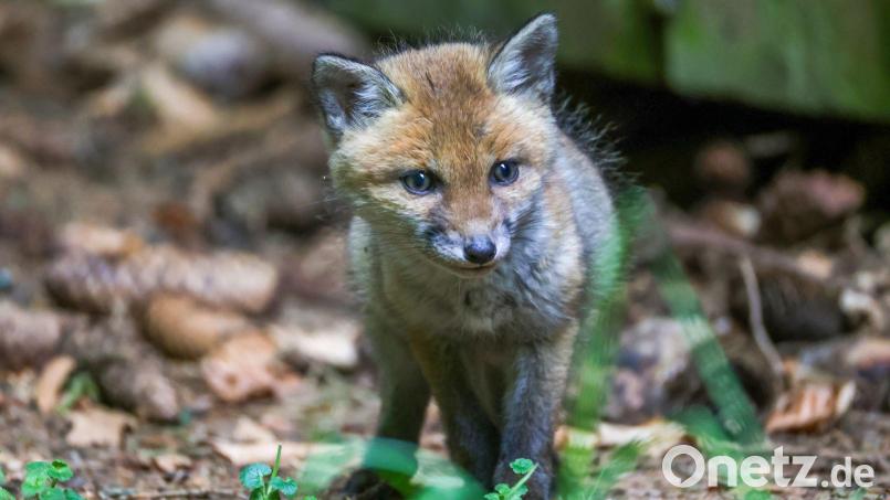 Die Feuerwehr entdeckte vier Fuchsjunge. Symbolbild: Thomas Warnack/dpa