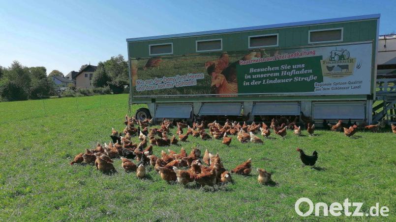 Wiese adieu: Nach dem Geflügelpest-Ausbruch in Oberviechtach ist es auch für diese Hühner am Bauernhof Hirn in Schönsee mit der Freilandhaltung erstmal vorbei. Bild: Daniela Hirn