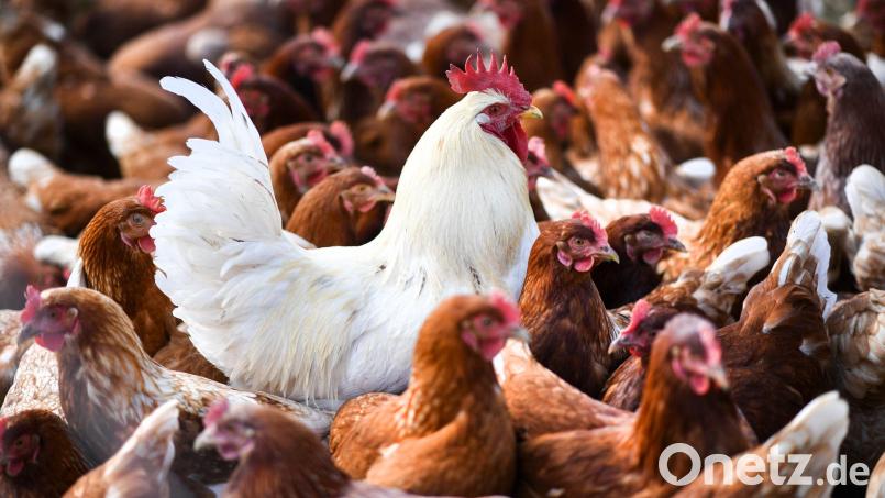 Die Vogelgrippe oder Geflügelpest kann auch Hühner befallen. Die Infektionskrankheit verläuft bei vielen Vogel- und Geflügelarten häufig tödlich. Symbolbild: Felix Kästle/dpa