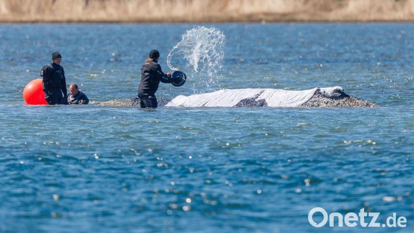 Helfer schütten Wasser auf den Rücken des Tieres. Bild: Jens Büttner/dpa