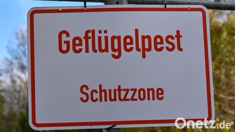 Die Maßnahmen mit Schutz- und Überwachungszone nach einem Ausbruch der Vogelgrippe im Landkreis Schwandorf gelten mindestens bis 21. Mai. Symbolbild: Patrick Pleul/dpa-Zentralbild/dpa