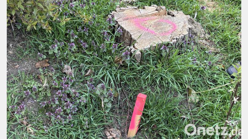 Nach der Kritik des Bunds Naturschutz, dass viele Bäume aus dem Amberger Stadtgebiet verschwunden sind, hat nun die Stadt gekontert. Bild: san
