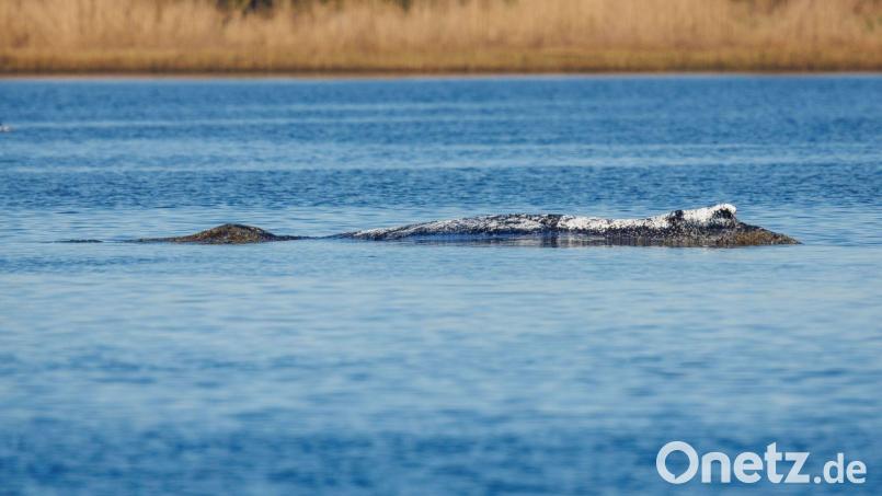 Der Wal beschäftigt noch immer viele Menschen. Bild: Jens Büttner/dpa