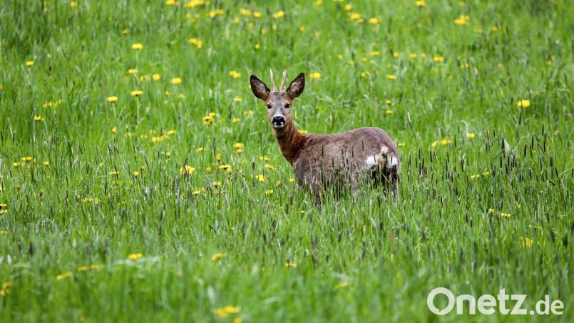 Ein Wilderer hat einen Rehbock erschossen. (Symbolbild) Bild: Thomas Warnack/dpa