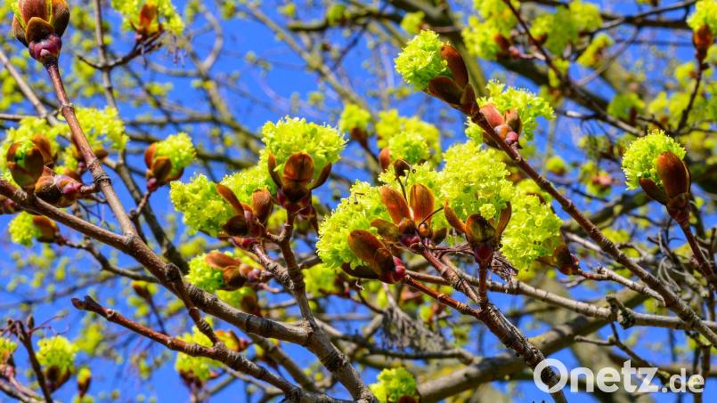 Der DWD erwartet viel Sonnenschein am Wochenende für Bayern. (Symbolbild) Bild: Patrick Pleul/dpa