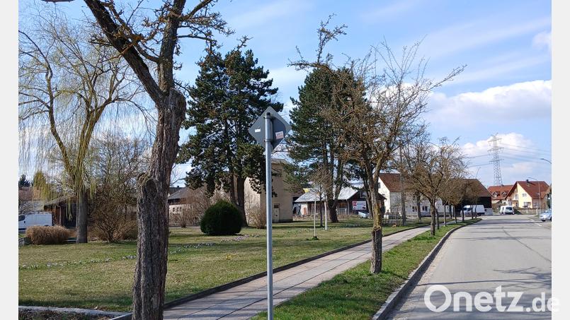 Die betroffenen Weißdorn-Bäume in Schwandorf-Dachelhofen. Bild: Franz Scharf, Stadt Schwandorf
