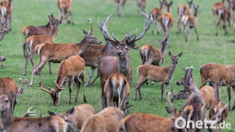 Die Mitglieder des bayerischen Jagdverbandes wählen ihren Präsidenten. Favorit ist Amtsinhaber Ernst Weidenbusch.  (Symbolbild) Bild: Daniel Karmann/dpa