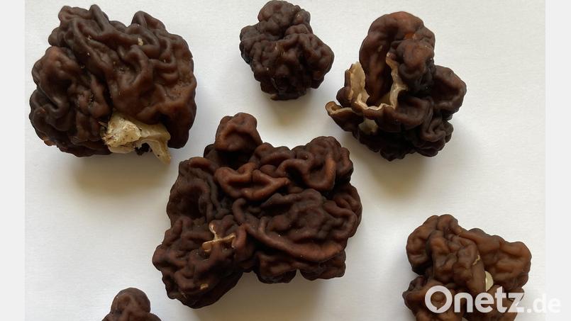 Giftlorcheln fand ein Weidener auf ausgebrachtem Rindenmulch in seinem Garten. Experten sind überrascht und warnen: nicht essen! Die Hutstruktur von Giftlorcheln erinnert an die Struktur eines Gehirns. Es besteht Verwechslungsgefahr mit den essbaren Spitzmorcheln. Im Zweifel gilt: Immer einen Pilzberater hinzuziehen. Bild: Norbert Griesbacher