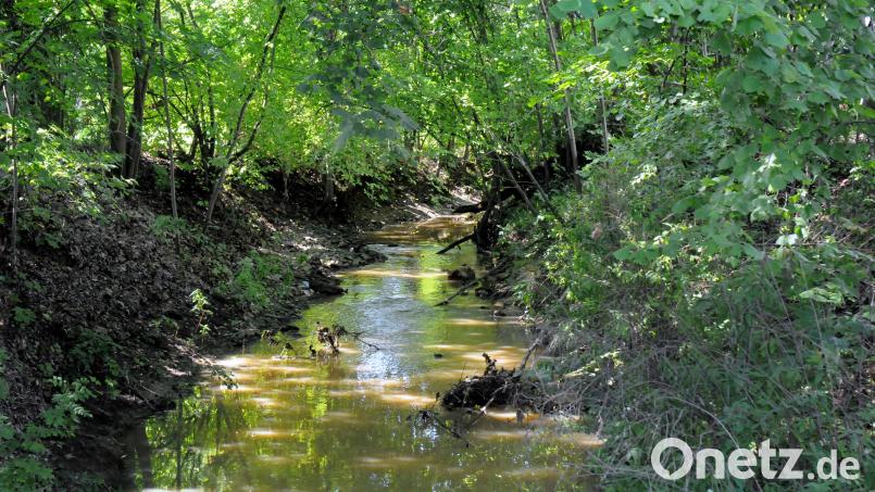 Der Ammerbach (hier in Höhe der Wingershofer Straße in Amberg) ist bei wenig Wasser ein gemütliches Rinnsal. Dennoch tritt er gelegentlich über die Ufer. Bei der Stadt Amberg wurden jetzt die Überschwemmungsgebiete für den Ammer- und Fiederbach festgelegt. Archivbild: Stephan Huber