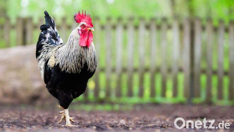 Woher der Hahn stammte, konnte die Polizei nicht mehr klären. (Symbolbild) Bild: Julian Stratenschulte/dpa