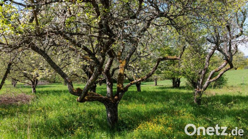 Das Projekt „Mein Baum“ ermöglicht es Bürgern im Landkreis Schwandorf, Bäume in Städten und Dörfern über eine App zu erfassen. Symbolbild: Jörg Halisch/dpa